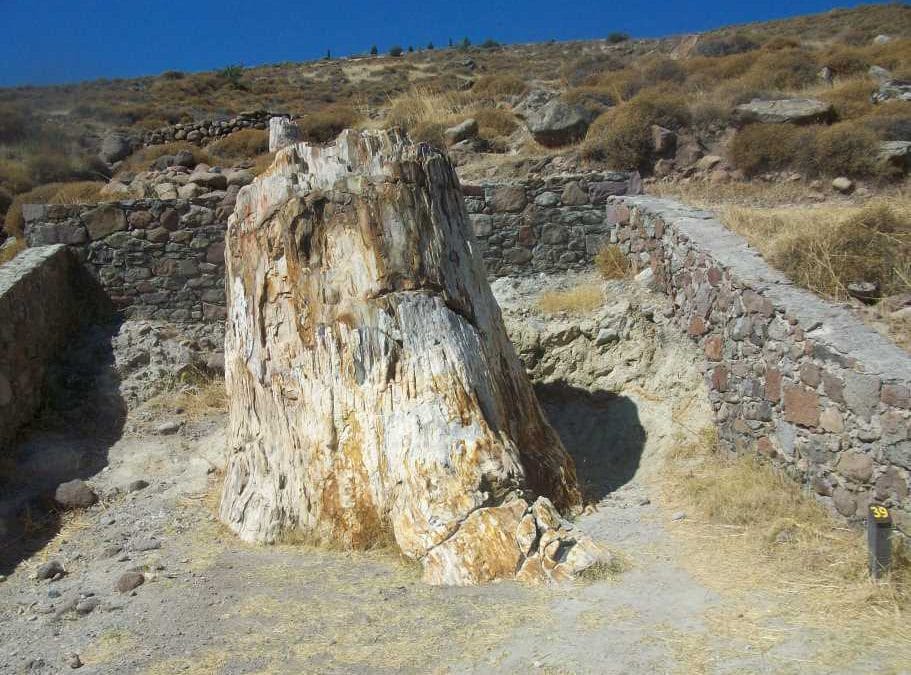 ΤΟ ΑΠΟΛΙΘΩΜΕΝΟ ΔΑΣΟΣ ΤΗΣ ΛΕΣΒΟΥ