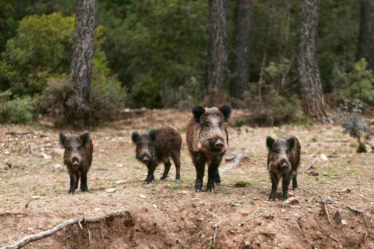 The extermination of wild boars by hunting clubs