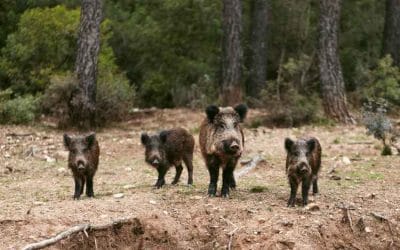 Η εξολόθρευση των αγριόχοιρων απο τους κυνηγετικούς συλλόγους