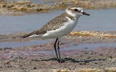 Συνομιλώντας με έναν …θαλασσοσφυριχτή