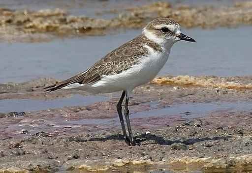Συνομιλώντας με έναν …θαλασσοσφυριχτή