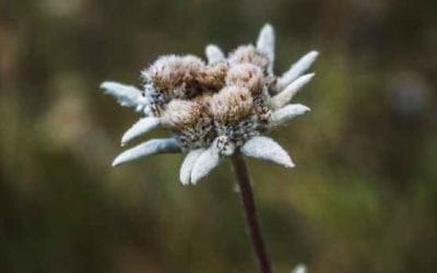 Το  Εντελβάις