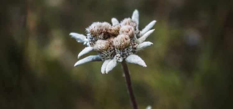 Το  Εντελβάις