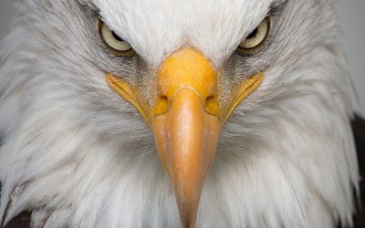 Πρόστιμο σε εταιρεία αιολικής ενέργειας για τον θάνατο 150 αετών