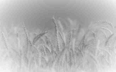 «Βρισκόμαστε στον γκρεμό μιας έλλειψης τροφίμων»: Διευθύνων Σύμβουλος της Goya για την επικείμενη επισιτιστική κρίση