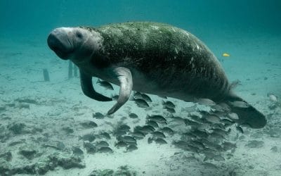 Ο Κυβερνήτης Ron DeSantis ανακοινώνει την ιστορική χρηματοδότηση 30 εκατ. δολαρίων για προγράμματα διάσωσης των μανάτων