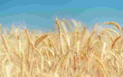 Ο κόσμος έχει μόλις «10 εβδομάδες» αποθεμάτων σιταριού στην αποθήκευση, προειδοποιεί αναλυτής