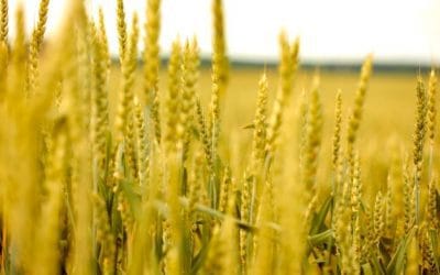 China's theft of US agricultural technology secrets' 'huge' threat to national security