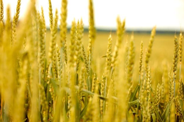 China's theft of US agricultural technology secrets' 'huge' threat to national security