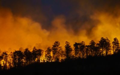 Three fires break out in Halkidiki