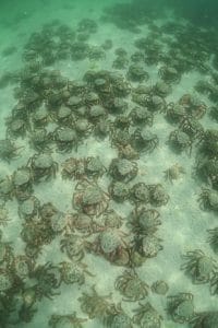 0 PAY BNPS SpiderCrabSwarm 02JPG