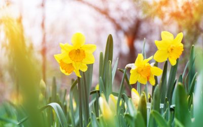 Καμπανούλες του Απρίλη
