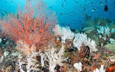 Κλιματική Αλλαγή: Οι κοραλλιογενείς ύφαλοι στο Μαϊάμι