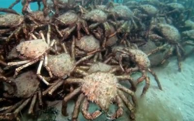 Καβούρια αράχνες στα νερά της Κορνουάλης