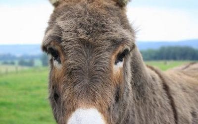 Ο αντιδήμαρχος Ζίτσας και ο βασανισμός