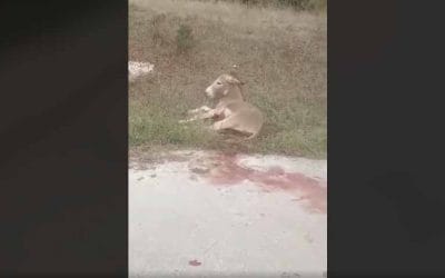 Νεκρό το ζώο που βασανίστηκε, για τα άλλα ακόμη ούτε λόγος