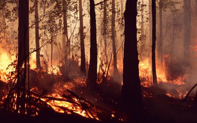 Valia Calda wildfire still burning for 12th consecutive day