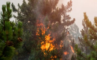 Νέα φωτιά στην Ηλεία