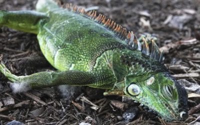 Οι χαμηλότερες θερμοκρασίες των τελευταίων δεκαετιών στην Φλόριντα