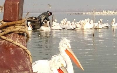 Lake Kerkini, a dreamy place