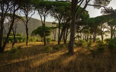 Περιπλάνηση