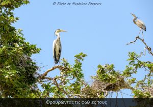 Ερωδιοί 2