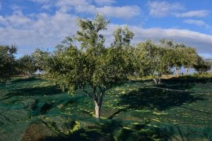 Λιομάζεμα στους απέραντους ελαιώνες της Λέσβου 1