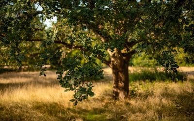 Ο μονόλογος της βελανιδιάς