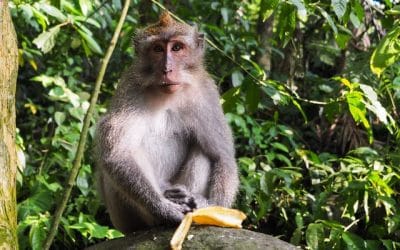 Προσκόλληση στην ανωφέλεια