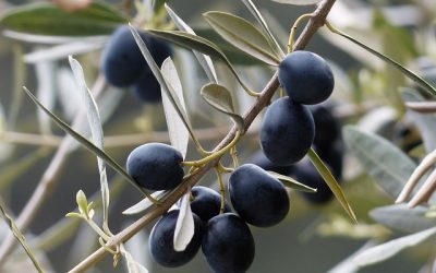 Η Περήφανη Μικρή Ελιά