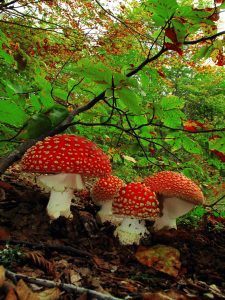 Amanita muscaria var flavivolvata2