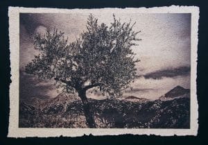 ENERGY ATHENS 2024. O Παλμός της Τέχνης στην καρδιά της Αθήνας 4 2. Ελιά ΙΙ ψηφιακή εκτύπωση σε χειροποίητο φύλλο χαρτιού 76 x 100cm