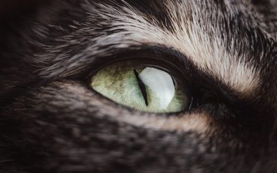 The Cat’s Eyes