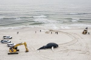 25nj whales1 qwzt superJumbo 0 1