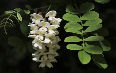 Τα άνθη της ακακίας