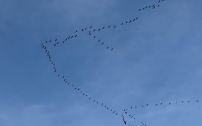 ΓΙΑΤΙ ΖΗΛΕΥΩ ΤΑ ΠΟΥΛΙΑ