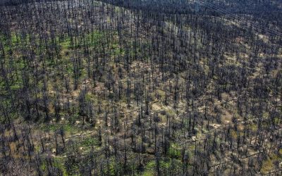 Ομαδική κατάθεση μήνυσης για την καταστροφική πυρκαγιά στην Βόρεια Εύβοια, το 2021