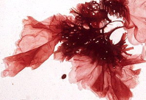 porphyra