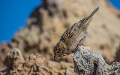 ΣΤΑ ΚΑΤΣΑΒΡΑΧΑ