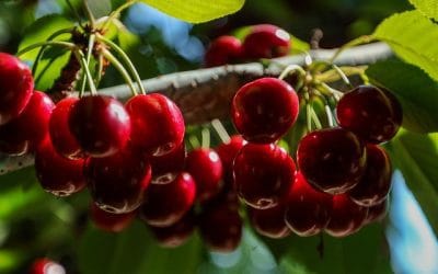 Να…μην μας λείπει το βύσσινο!