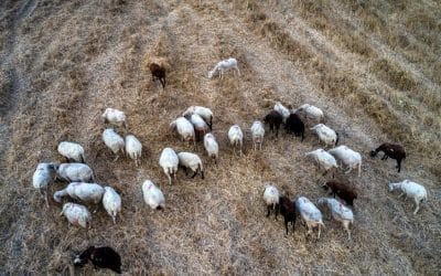 Επιδημία Πανώλης στα Ζώα: Σοβαρή Κρίση στην Ελλάδα