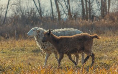 Αναγγελία της Εξάπλωσης της Πανώλης στα Αιγοπρόβατα και Ανησυχία για Εισαγωγή Ζώων από Επικίνδυνες Περιοχές