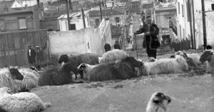 o bythoulas tis madam sousous kai oi podarades tou padelidi.col 12