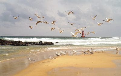 Το Πέταγμα των Γλάρων