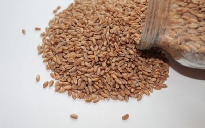 Οι σπόροι της γιαγιάς