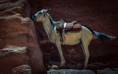 ΝΕΜΕΣΙΣ: “Καθυστερημένη φιλοζωικά η ελληνική κοινωνία”