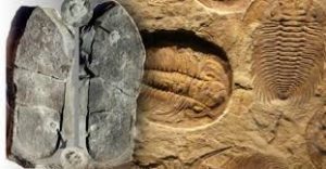 images 9