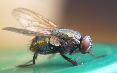 Η  Γαλλική λέξη Mouche (μύγα) είναι η Ομηρική λέξη Μυῖα