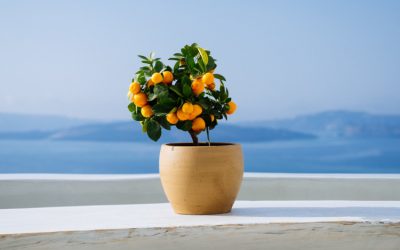 ΜΙΑ ΦΟΡΑ ΚΑΙ΄ΕΝΑΝ ΚΑΙΡΟ Η ΝΑΥΤΙΛΙΑ