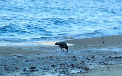NΑ ΦΥΓΕΙ ΤΟΥ ΚΟΣΜΟΥ Η ΣΚΟΝΗ